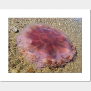 Washed Up Lion's Mane Jellyfish Photo Posters and Art
